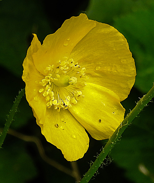 20240529 0206CPw [D~LIP] Kambrischer Scheinmohn (Papaver cambricum), BS