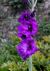 Flowers at Snowshill Manor