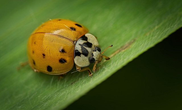 1 (2)Der Asiatische Marienkäfer (Harmonia axyridis) auf seiner Runde :)) The Asian lady beetle (Harmonia axyridis) on its rounds :)) La coccinelle asiatique (Harmonia axyridis) en pleine tournée :))
