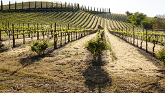 Vineyards, olive groves, and grazing land surround Paso Robles.