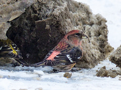 White-winged Crossbills