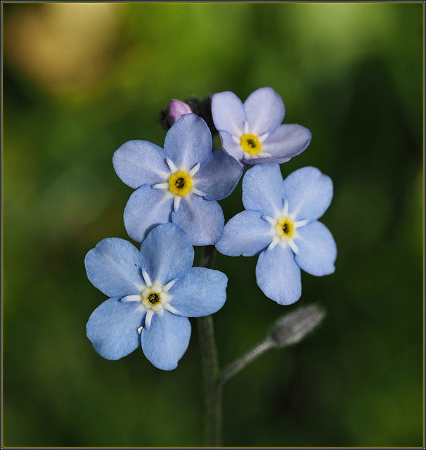 Forget-me-nots, closer