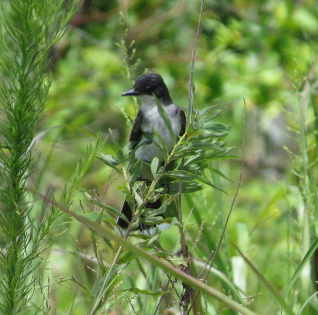 Eastern kingbird