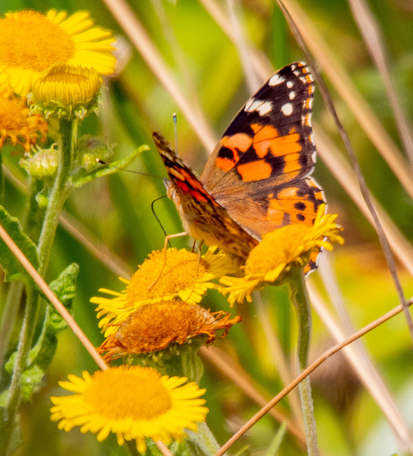 Painted lady butterfly