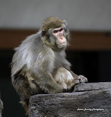 Macaque japonais
