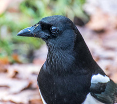 Magpie3