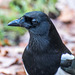 Magpie3