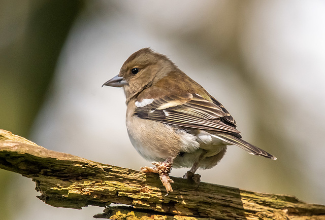 Chaffinch