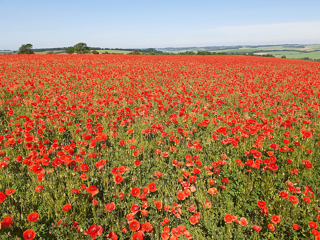 Poppies