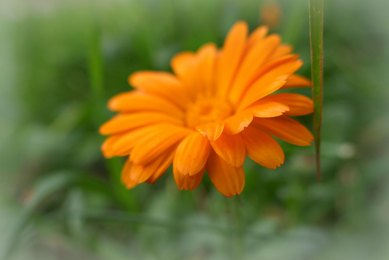 Already Marigolds !