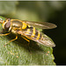 IMG 2985 Hoverfly