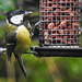 20230523 0211CPw [D~LIP] Kohlmeise (Parus major), Bad Salzuflen