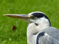 Grey Heron - 2 July 2016