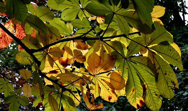 Chestnut 2