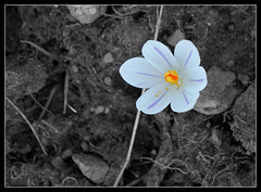 Crocus de printemps - Crocus vernus