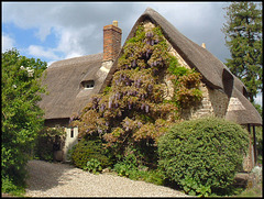 Ruskin wisteria