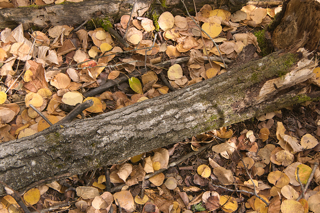 forest floor