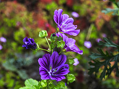 20200625 9239CPw [D~LIP] Wilde Malve (Malva sylvestris), Bad Salzuflen