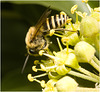 IMG 2991 Ivy bee