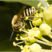 IMG 2991 Ivy bee