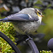 20230523 0212CPw [D~LIP] Blaumeise (Cyanistes caeruleus) [JV], Feuerdorn (Pyracantha agg), Bad Salzuflen