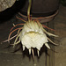 Epiphyllum oxypetalum