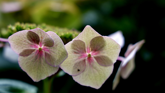 Hydrangea