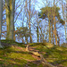 Forgotten trees