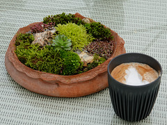 Miniature garden and a coffee