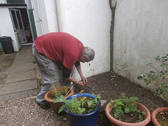 Mickey hard at the little patch of flower bed