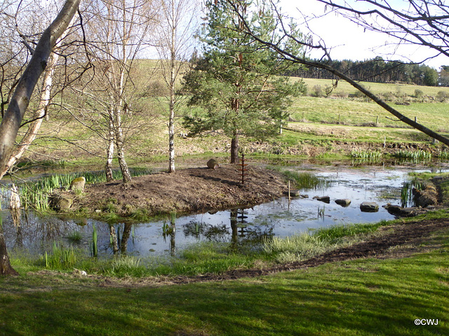 April evening by the pond - next task: clear island for wild flower seeding