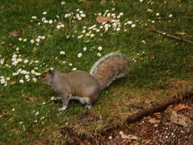 Restless squirrel.