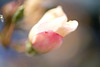 DSCF9814