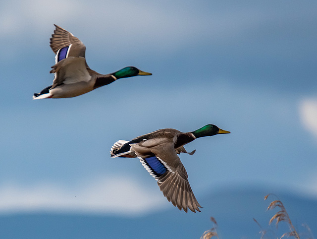 Mallards