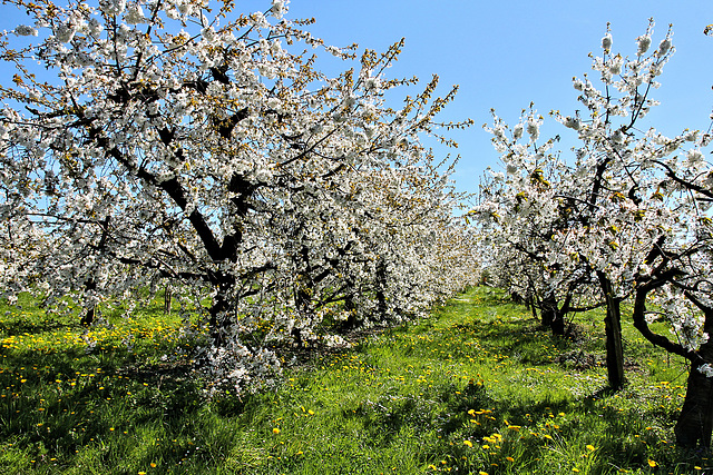 Kirschenblüte am Bodensee