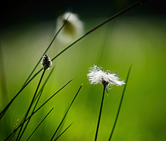 Auch das Wollgras hat sich jetzt gezeigt :))  The cotton grass has also shown itself now :))  La linaigrette s'est aussi montrée maintenant :))