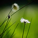 Auch das Wollgras hat sich jetzt gezeigt :))  The cotton grass has also shown itself now :))  La linaigrette s'est aussi montrée maintenant :))