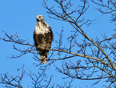 Bussard am Straßenrand