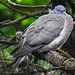 20230523 0214CPw [D~LIP] Ringeltaube (Columba palumbus), Bad Salzuflen
