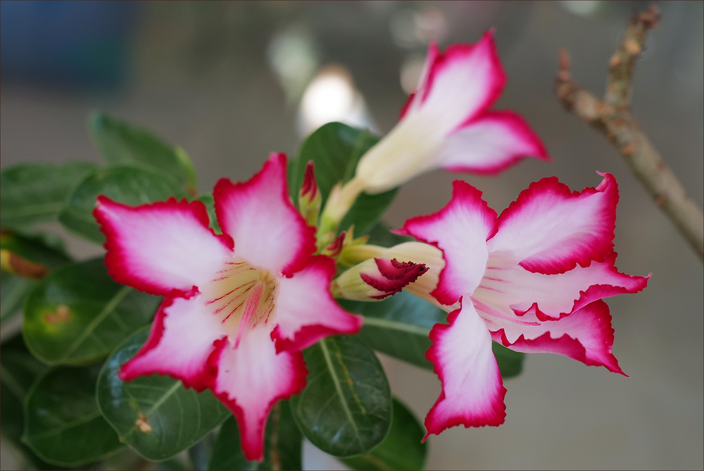 Adenium obesum, Desert rose