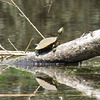 Painted turtle enjoying the sunshine