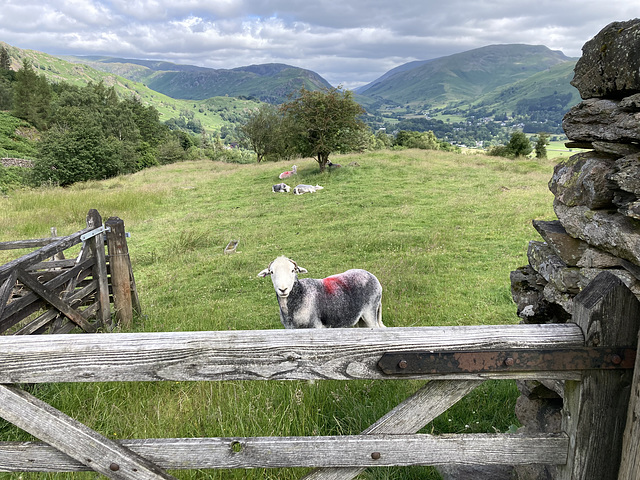 Herdwick Sheep and Grasmere