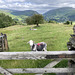 Herdwick Sheep and Grasmere