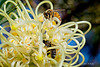 Bees on Grevillea