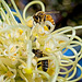 Bees on Grevillea