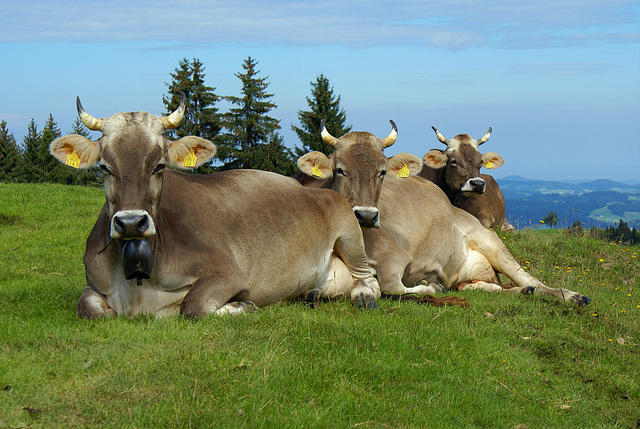 Kühe aufgenommen  2007 Hoch Alp