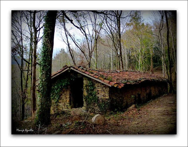 Txabola en el bosque