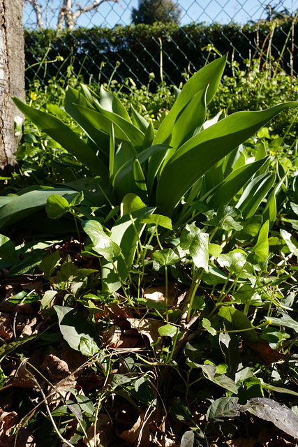 futures tulipes