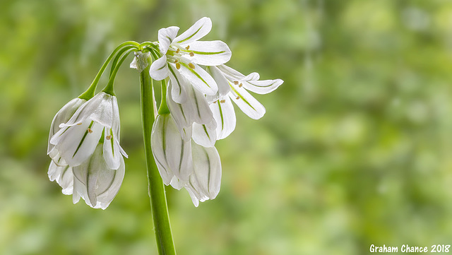 Three cornered leek