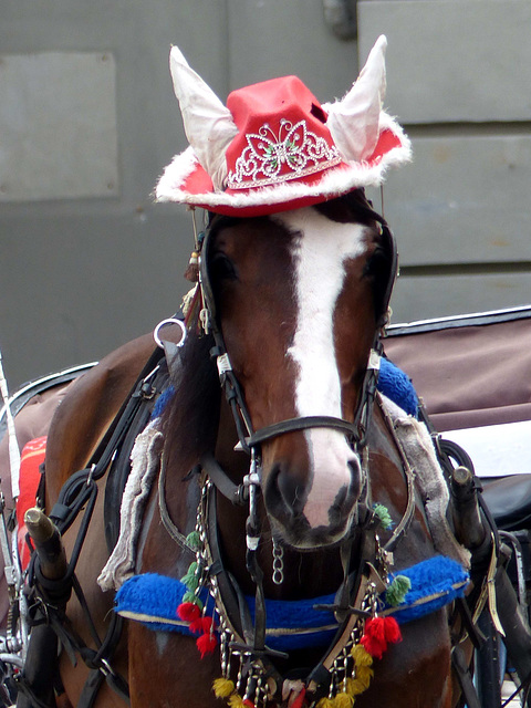 Palermo - Horse